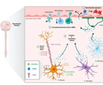 The many applications of CD40-CD40L