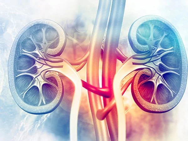 In vitro kidney disease modeling service